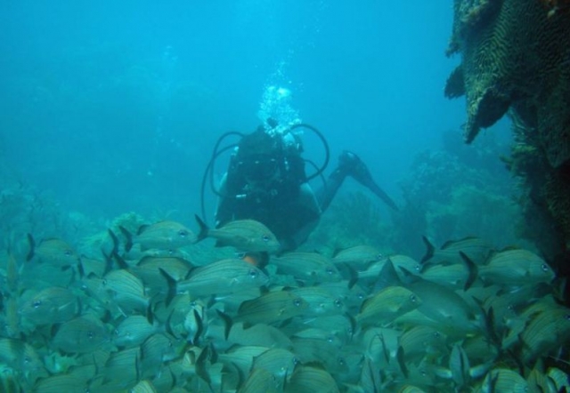 Buceo junto a una vereda de peces